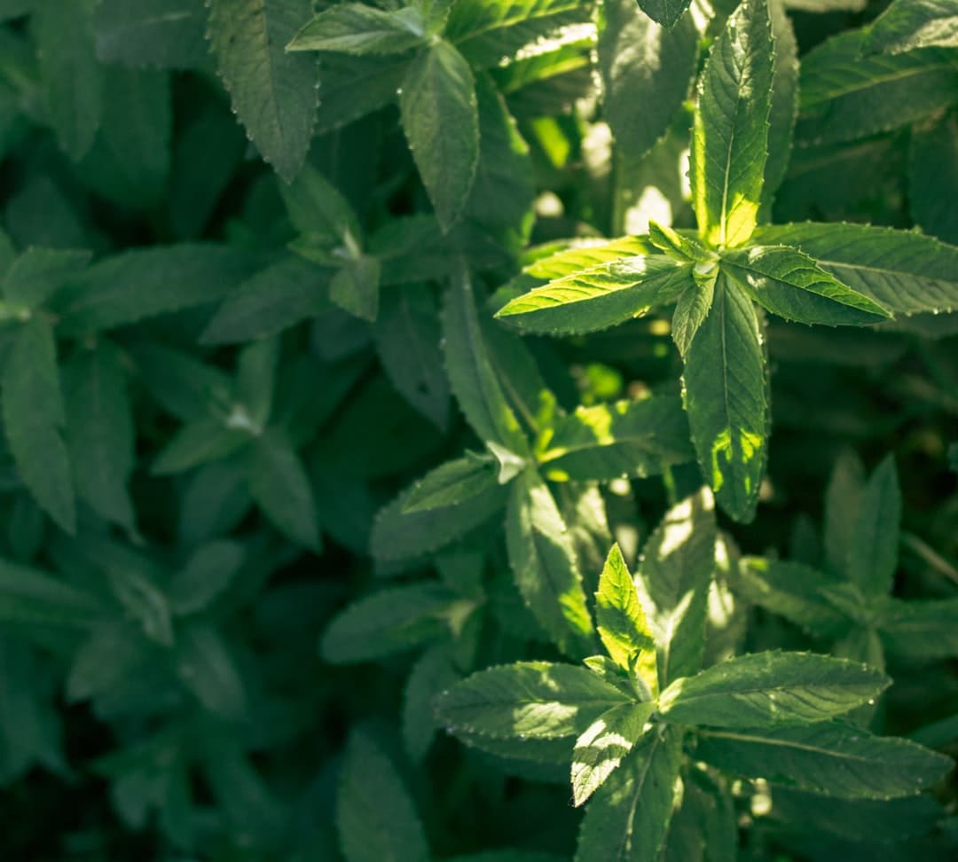 ADM adds bioconverted Reb M stevia line to SweetRight platform